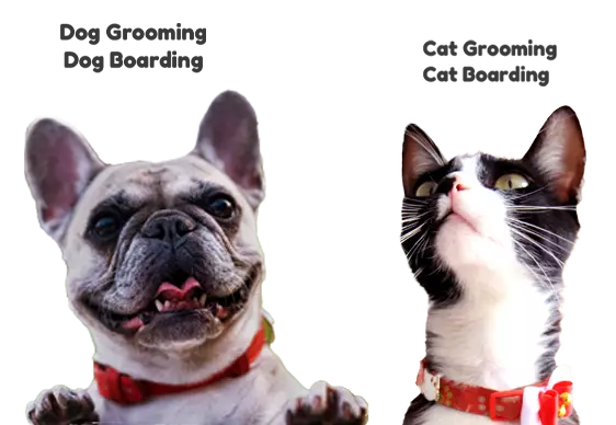 perro y gato grooming