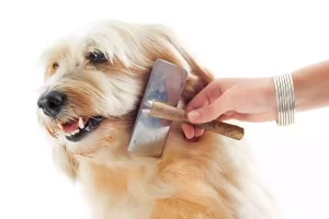 dog combing hair